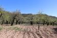 Terreno Agricolo in vendita a Noto in c.da fiumara s.n.c. - 05, Foto 5