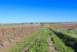 Terreno Agricolo in vendita a Noto in c.da bonivini sn - 03, Foto 3