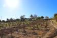 Terreno Agricolo in vendita a Noto in c.da bonivini sn - 05, Foto 5
