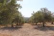 Terreno Agricolo in vendita a Noto in c.da bommiscuro - 04, Foto 4