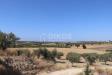 Terreno Agricolo in vendita a Noto in c.da bommiscuro - 06, Foto 6