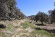 Terreno Agricolo in vendita a Noto in c.da tre maiali 1 - 10, Foto 10