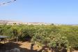 Terreno Agricolo in vendita a Noto in c.da madonna marina s.n.c. - 05, Foto 5