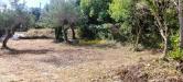 Terreno Agricolo in vendita a Livorno - montenero basso - 05