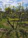 Terreno Agricolo in vendita a Livorno - limoncino - 03