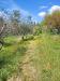 Terreno Agricolo in vendita a Livorno - limoncino - 05