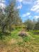 Terreno Agricolo in vendita a Livorno - limoncino - 06
