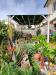 Villa in vendita con giardino a Campiglia Marittima - venturina terme - 03