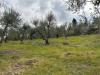 Terreno Agricolo in vendita a Empoli - corniola - 03