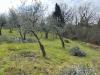 Terreno Agricolo in vendita a Empoli - corniola - 04