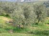 Terreno Agricolo in vendita a Empoli - martignana - 02