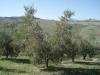 Terreno Agricolo in vendita a Empoli - martignana - 03