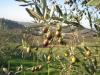 Terreno Agricolo in vendita a Empoli - martignana - 04