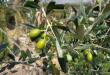 Terreno Agricolo in vendita a Empoli - martignana - 05