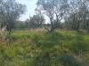 Terreno Agricolo in vendita a Capaccio in via provinciale 168 nd - 04, Foto 4