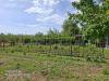 Terreno Agricolo in vendita a Empoli - ponzano - 06