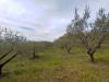 Terreno in vendita a Assisi - rocca sant'angelo - 02