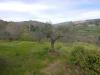 Terreno Agricolo in vendita a Assisi - 10, Foto 10