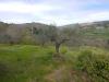 Terreno Agricolo in vendita a Assisi - 09, Foto 9