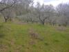 Terreno Agricolo in vendita a Assisi - 05, Foto 5