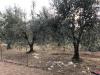 Terreno in vendita a Follonica - 05