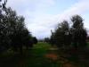 Terreno in vendita a Sorano - 05