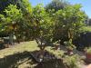 Villa in vendita a Cerveteri - 06, IMG_9540.JPEG