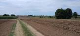 Terreno Agricolo in vendita a Cologna Veneta - 02, 1000014729.jpg