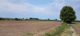 Terreno Agricolo in vendita a Cologna Veneta - 04, 1000014731.jpg