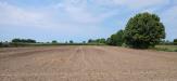 Terreno Agricolo in vendita a Cologna Veneta - 06, 1000014733.jpg