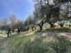 Terreno Agricolo in vendita a Verona - 10, IMG_9430.jpg