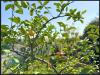 Appartamento in vendita con giardino a Milano in via francesco primaticcio 140 - 09, Foto 9