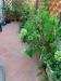 Villa in vendita con giardino a Montecatini-Terme - nord - 06