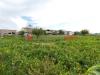 Terreno Agricolo in vendita a Capaccio - 10, DSC06437.JPG
