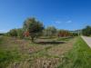 Terreno Agricolo in vendita a Altavilla Silentina - 04, DSC09475.jpg