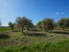 Terreno Agricolo in vendita a Altavilla Silentina - 05, DSC09477.jpg
