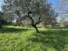 Terreno Agricolo in vendita a Castel Sant'Elia - 03, IMG_1979.jpeg