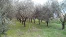 Terreno Agricolo in vendita a Pisa in via dei sepolcri 2 - 02, Foto 2