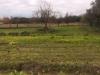 Terreno Agricolo in vendita a Pisa in via giuseppe dell'omodarme - 03, Foto 3