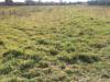Terreno Agricolo in vendita a Cascina in via carlo ravera - 04, Foto 4