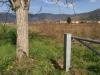Terreno Agricolo in vendita a Pisa in via livornese - 03, Foto 3