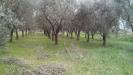 Terreno Agricolo in vendita a San Giuliano Terme in via martiri della liberazione - 03, Foto 3