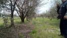 Terreno Agricolo in vendita a San Giuliano Terme in via martiri della liberazione - 04, Foto 4