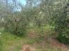 Terreno Agricolo in vendita a San Giuliano Terme in via dei santi vecchi - - 04, Foto 4