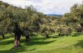 Terreno Agricolo in vendita a San Giuliano Terme in localit la valle - - 05, Foto 5