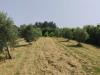 Terreno Agricolo in vendita a Pisa in via immaginetta 56 - 05, Foto 5