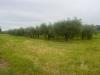 Terreno Agricolo in vendita a Cascina in via c menotti 12 - 05, Foto 5