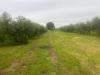 Terreno Agricolo in vendita a Cascina in via c menotti 12 - 06, Foto 6