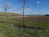 Terreno Agricolo in vendita a Bientina in via del puntone - 04, Foto 4