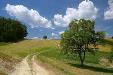 Terreno Agricolo in vendita a Fauglia in strada provinciale 31 cucigliana lorenzana 12 - 02, Foto 2